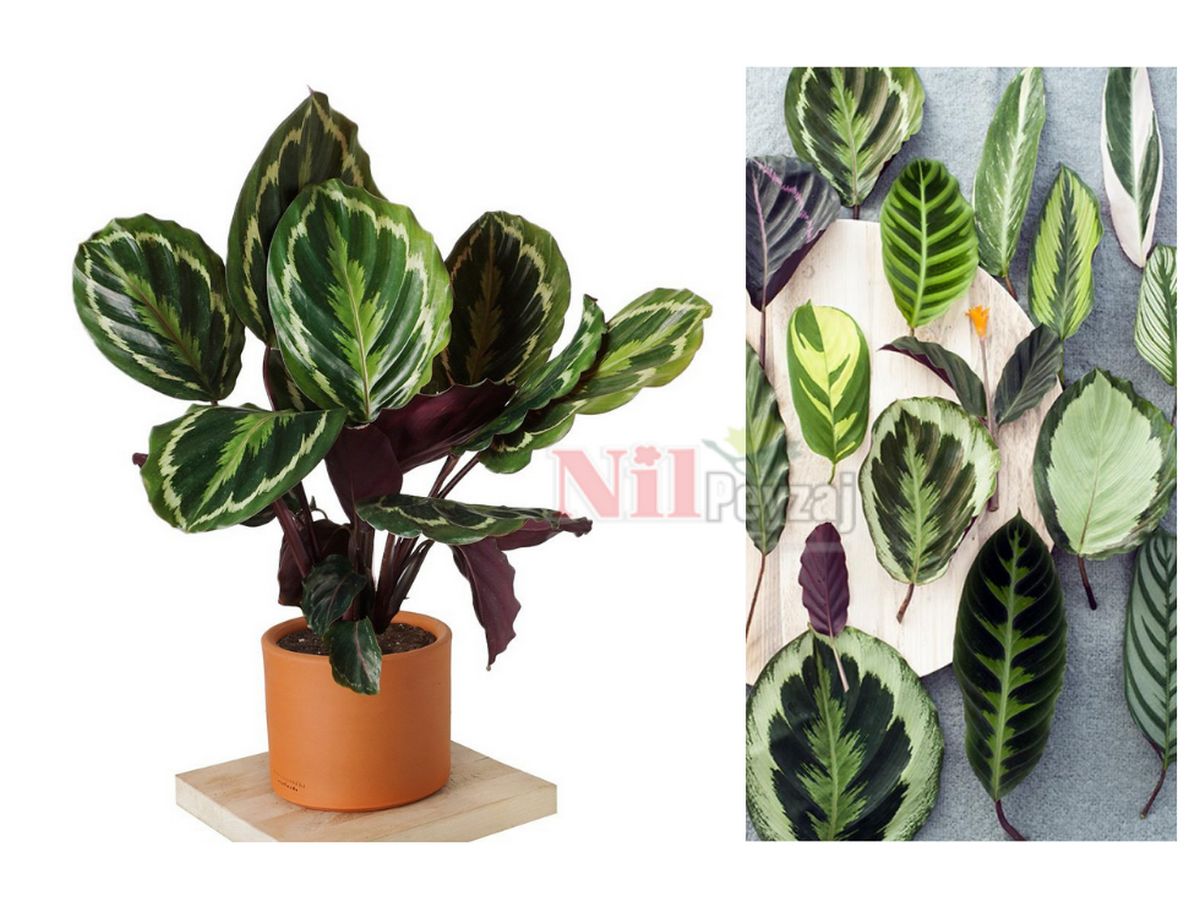 Calathea / Dua Çiçeği