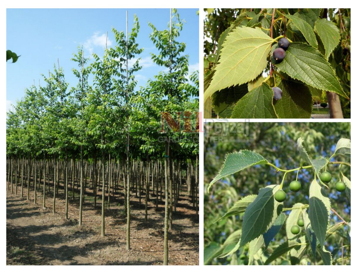 Celtis australis / Davun ağacı-Çitlembik