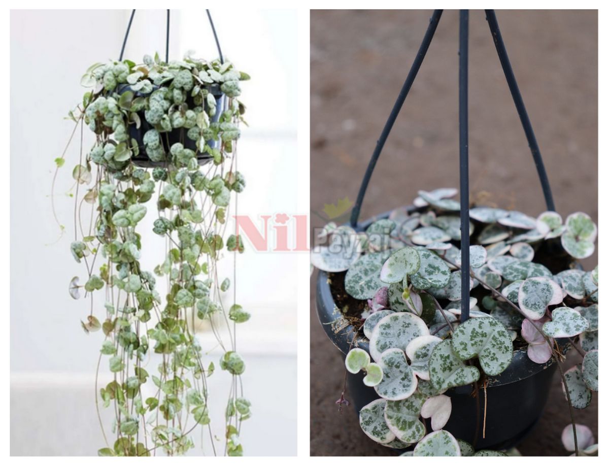 Ceropegia woodii / Kalp Kalbe Karşı