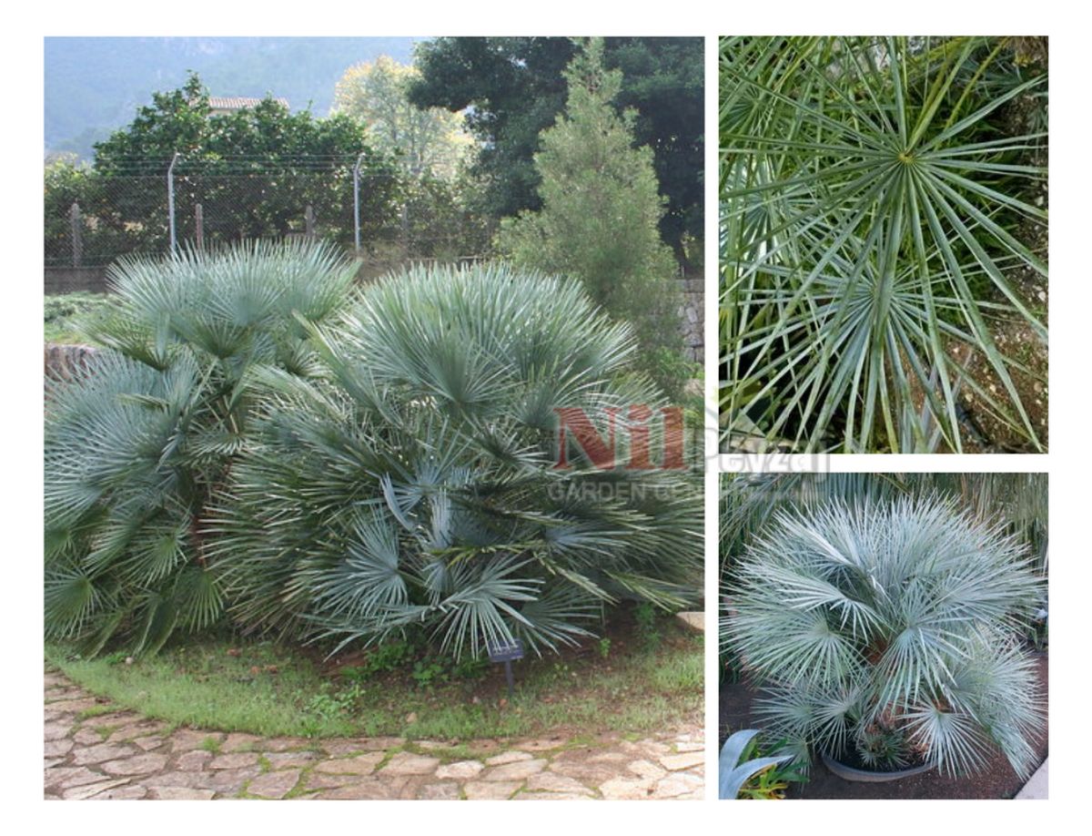 Chamaerops humilis var. cerifera / Mavi Akdeniz Palmiyesi