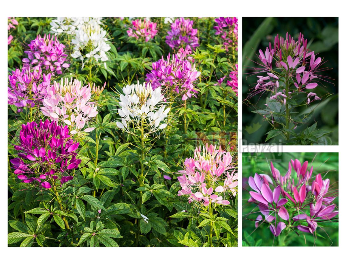 Cleome