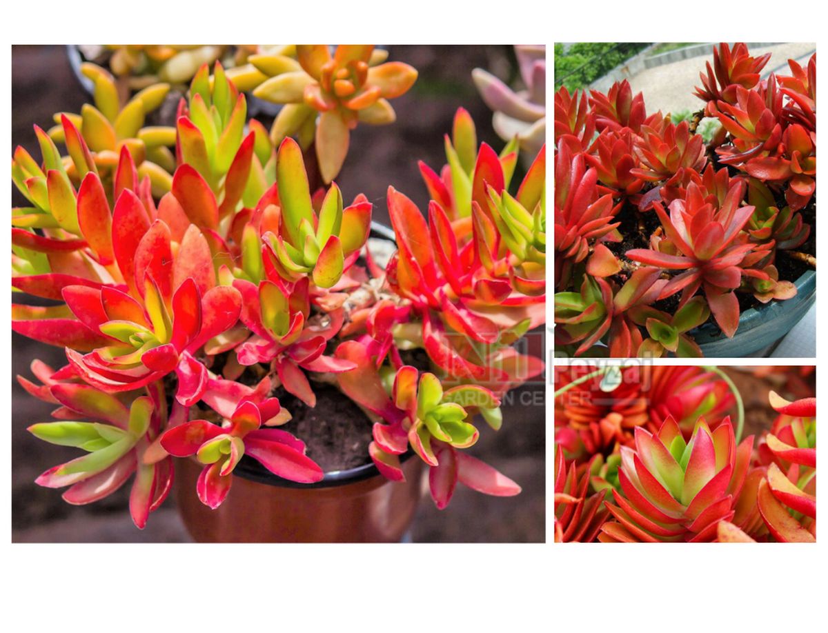 Crassula capitella ‘Campfire’