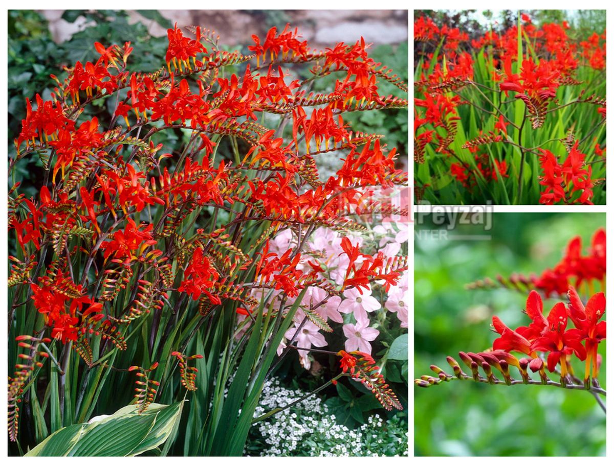 Crocosmia ‘lucifer’