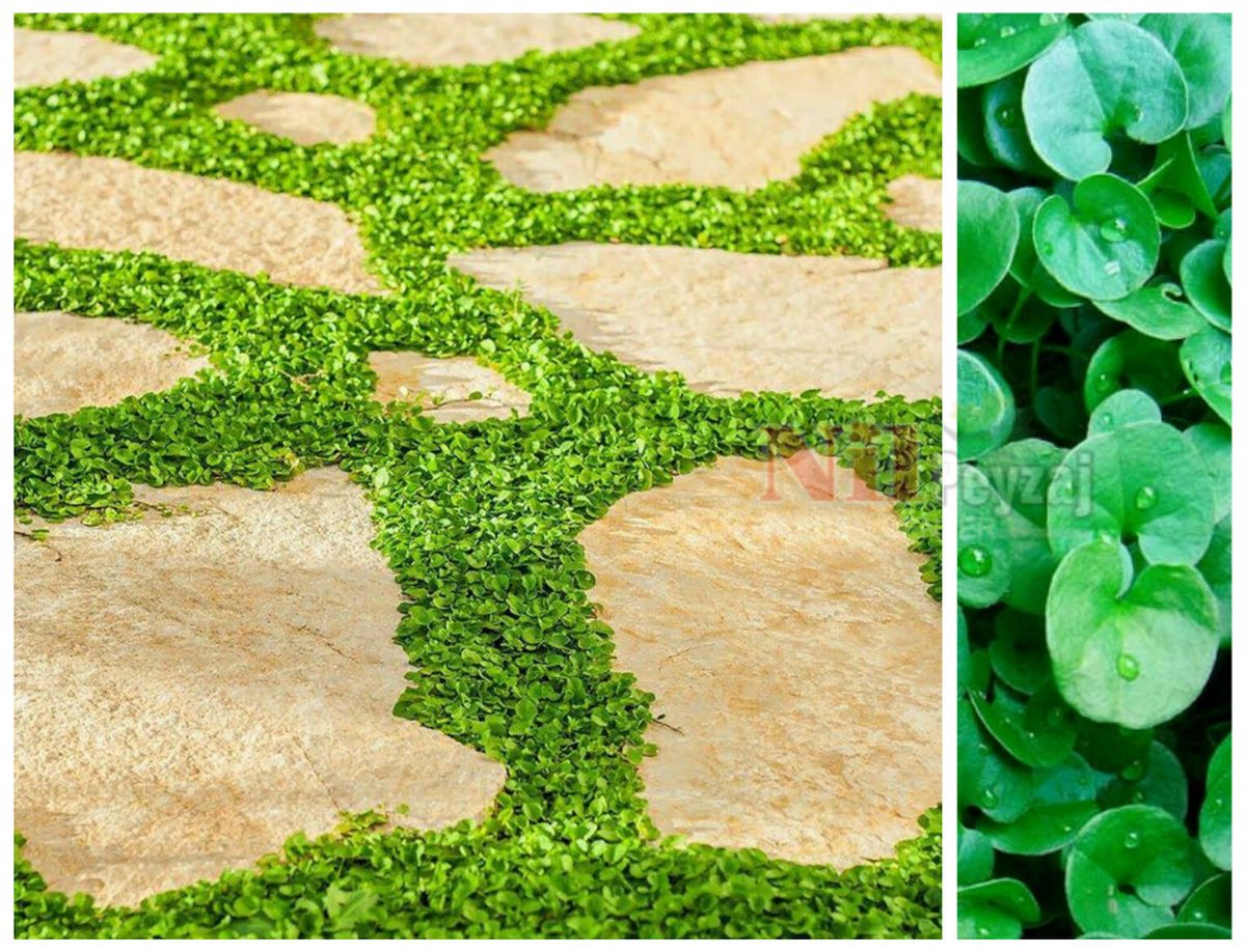 Dichondra repens / Fare Kulağı