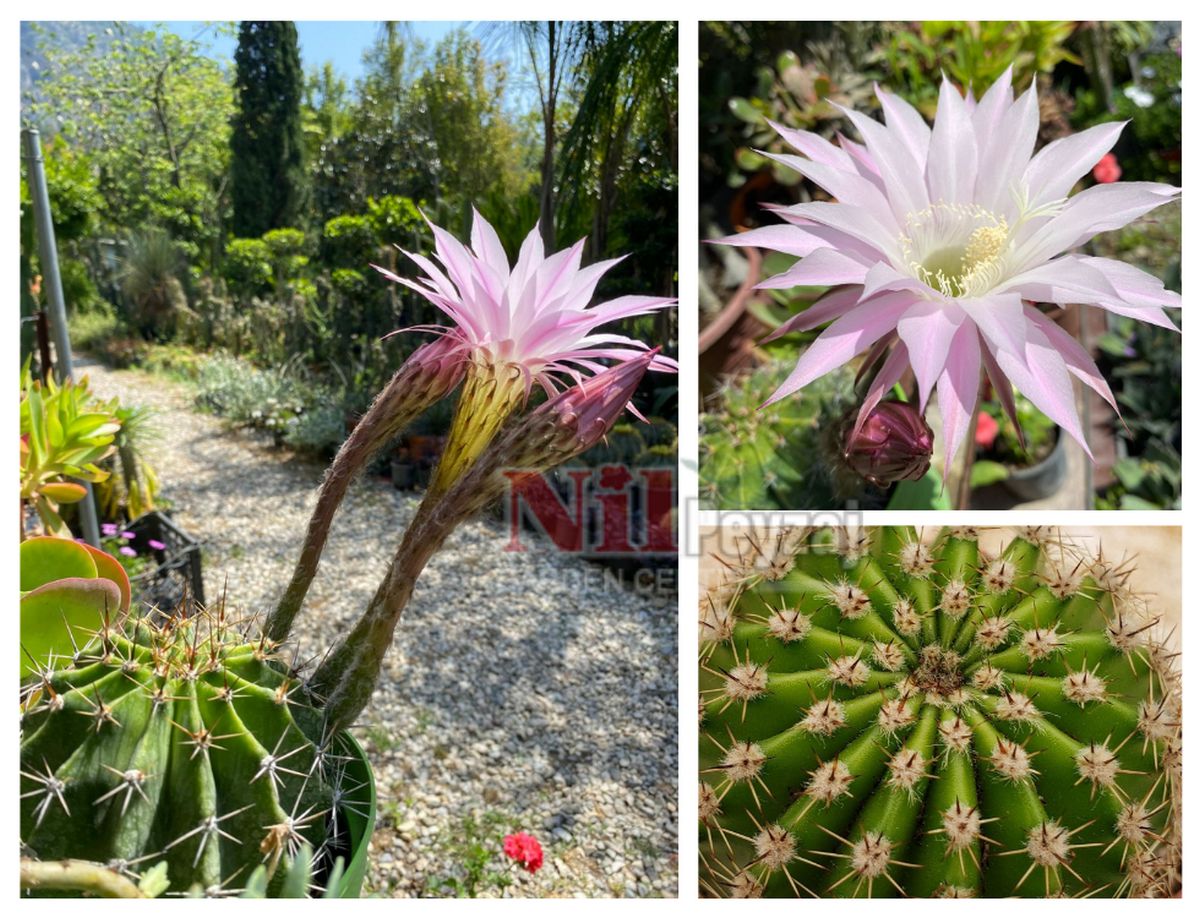 Echinopsis oxygona / Kaynana topuzu