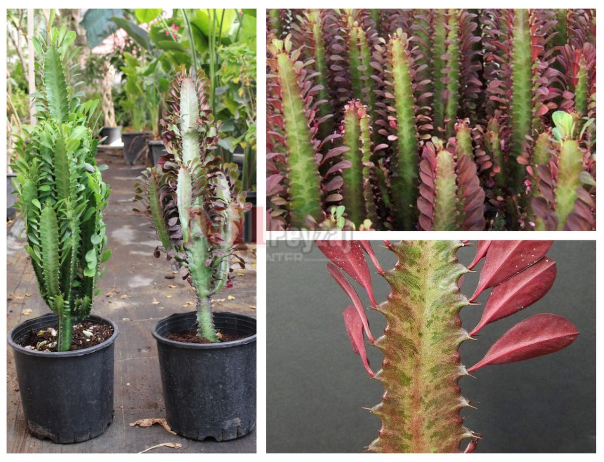 Euphorbia trigona rubra / Kırmızı Süt Ağacı