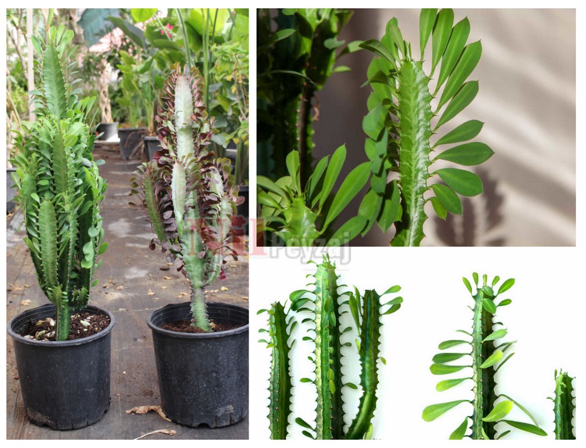 Euphorbia trigona / Süt Ağacı