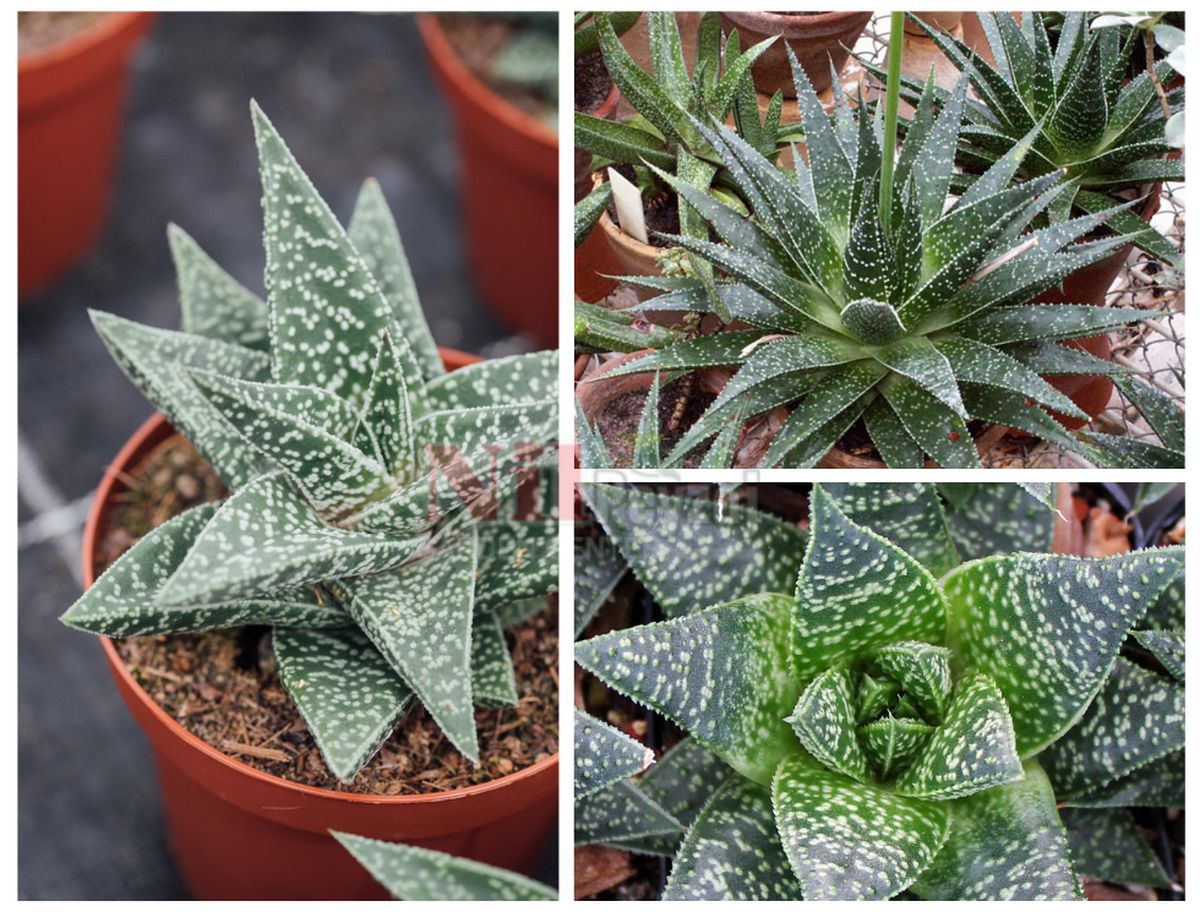 Gasteraloe