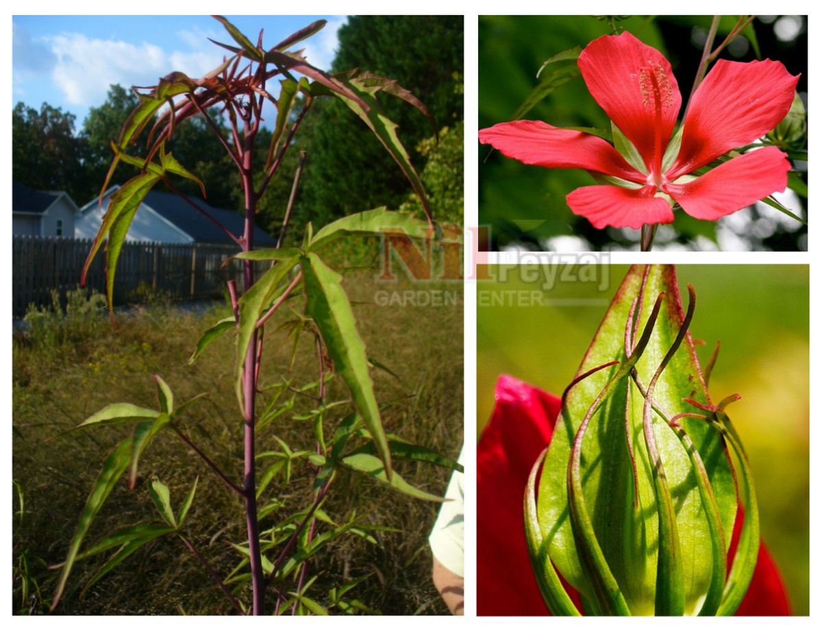 Hibiscus coccineus / Soğuğa Dayanıklı Kırmızı Çin Gülü
