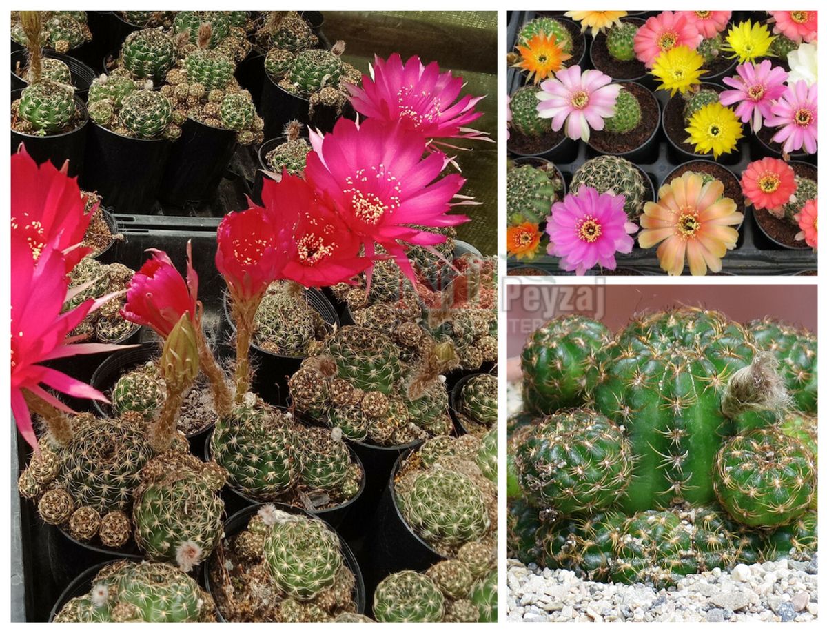 Lobivia arachnacantha