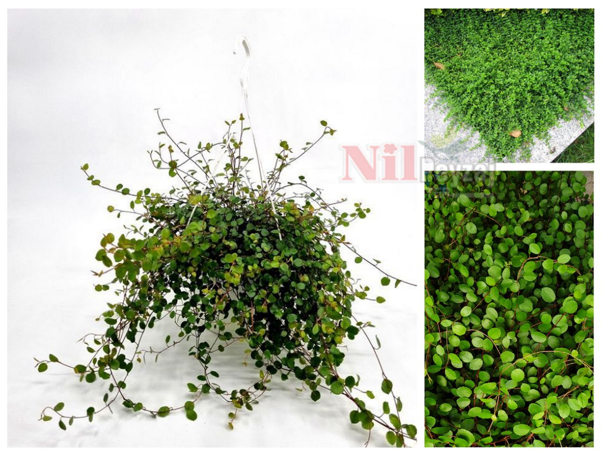 Muehlenbeckia complexa