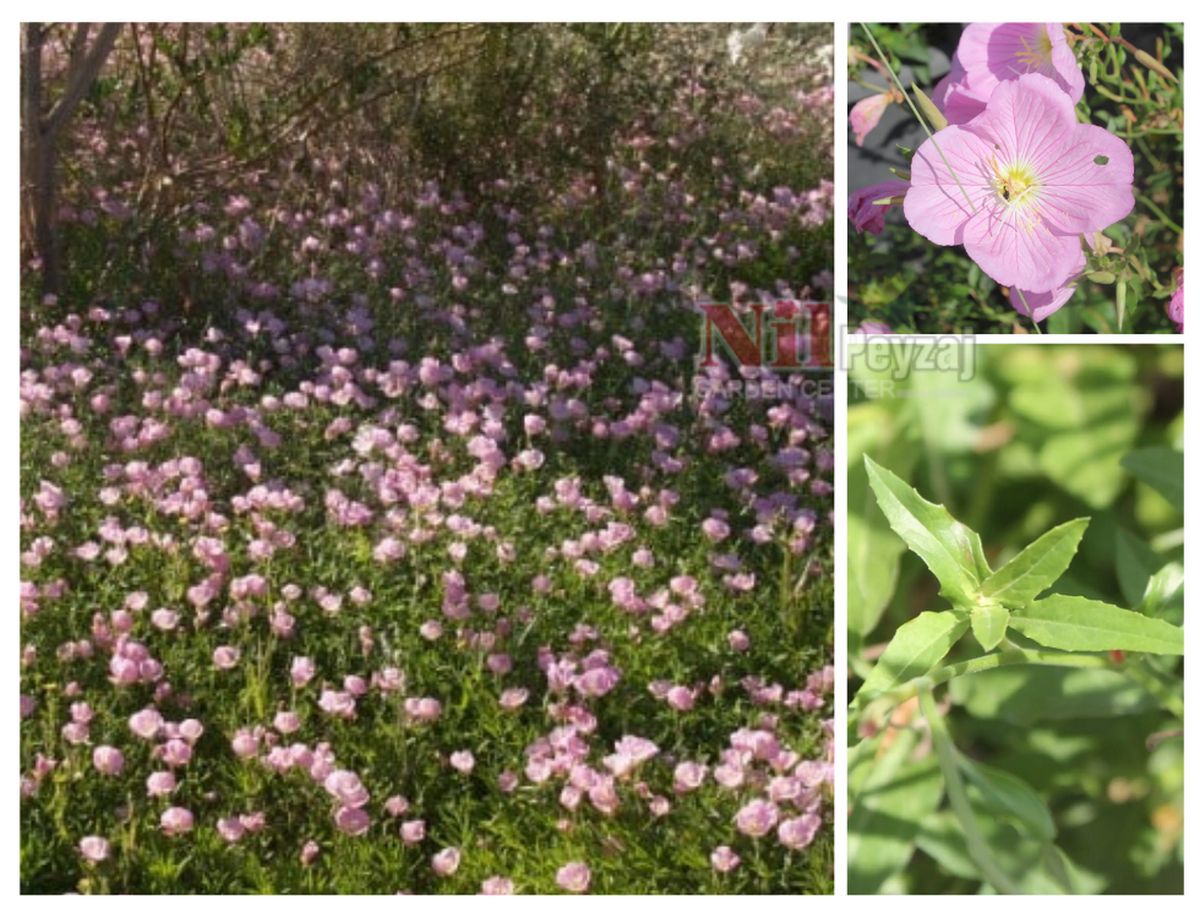 Oenothera Speciosa / Ezan Çiçeği