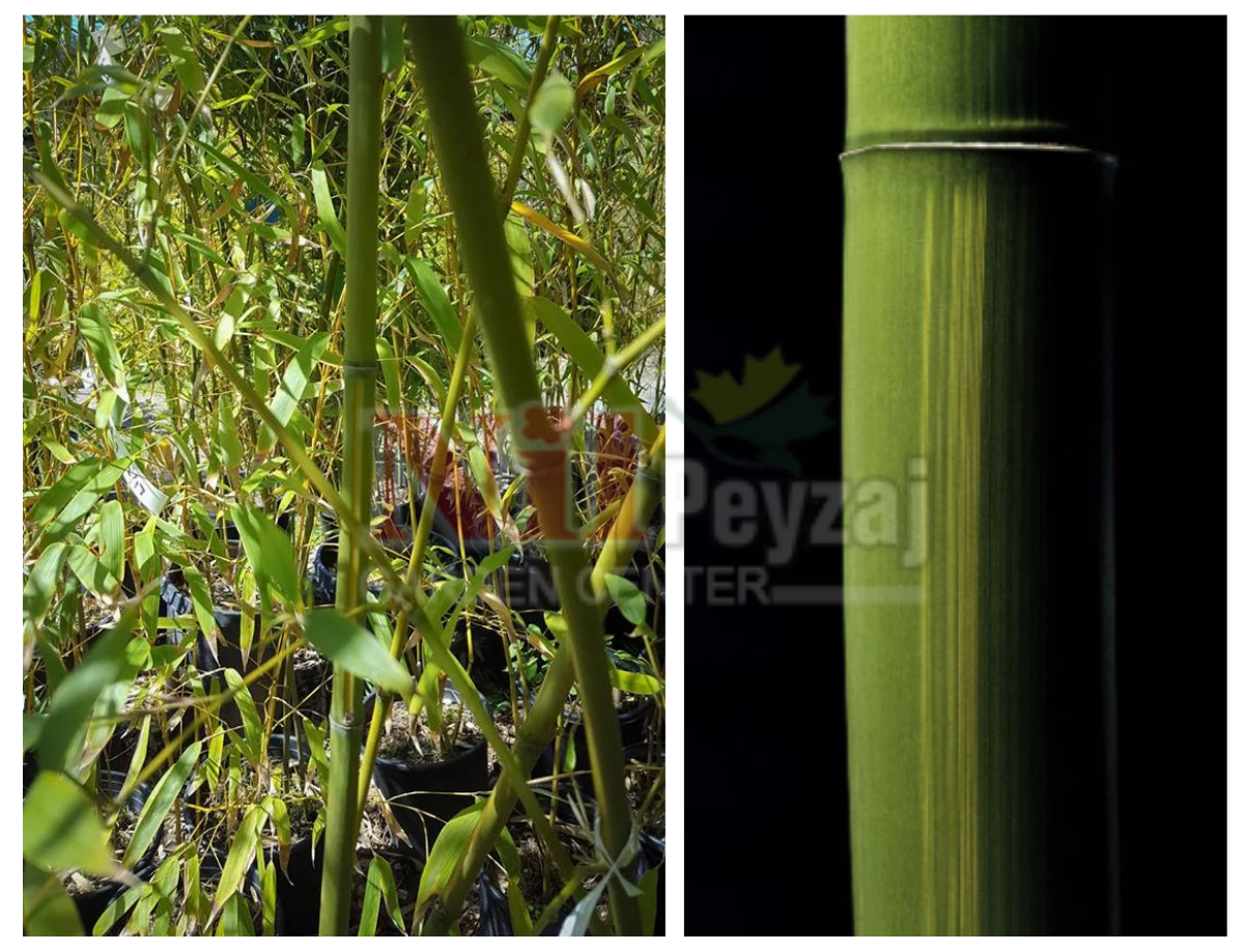 Phyllostachys viridis ‘Houzeau’
