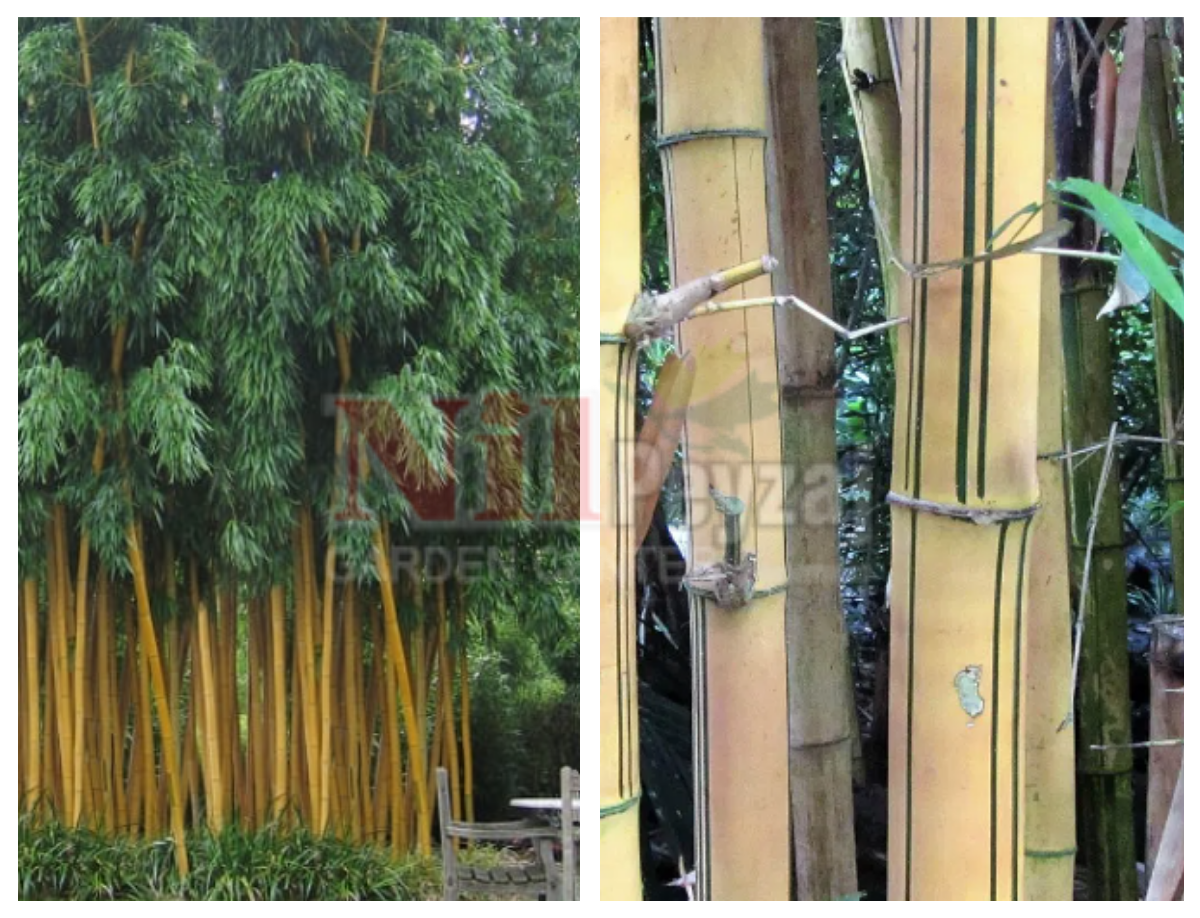 Phyllostachys viridis ‘Robert Young’