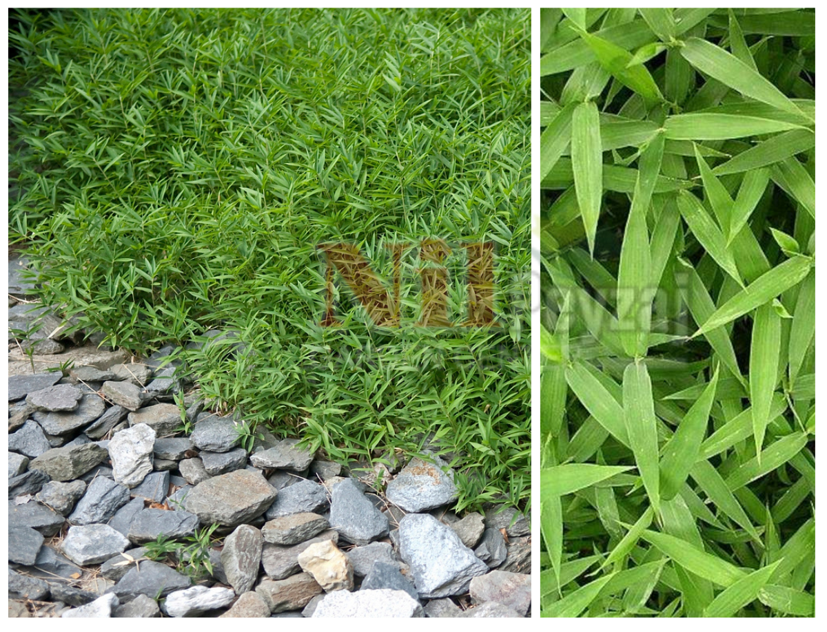 Pleioblastus distichus