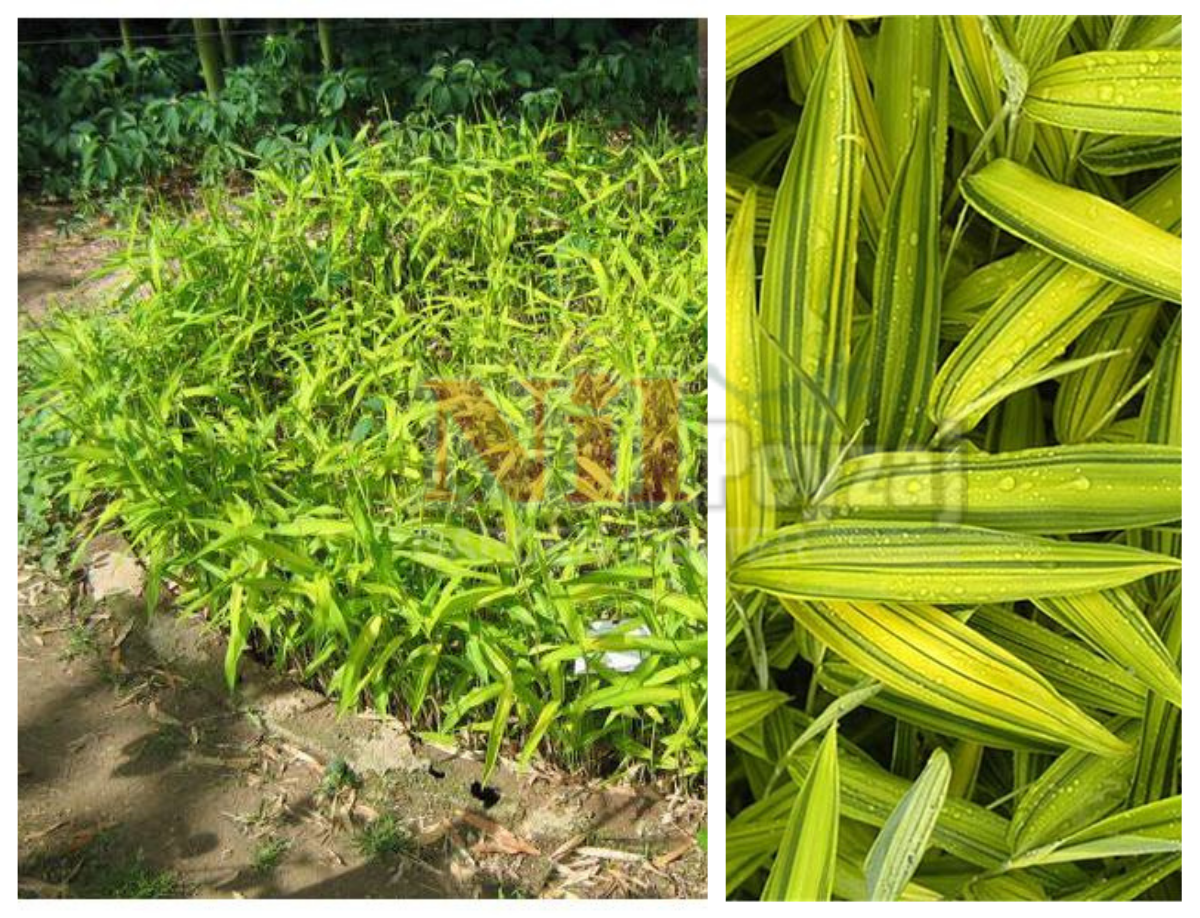 Plieoblastus auricomis