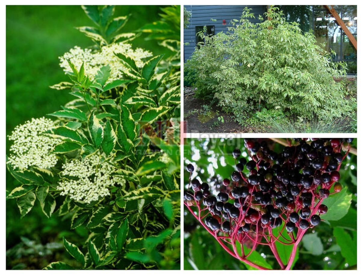 Sambucus nigra variegata / Alacalı Mürver