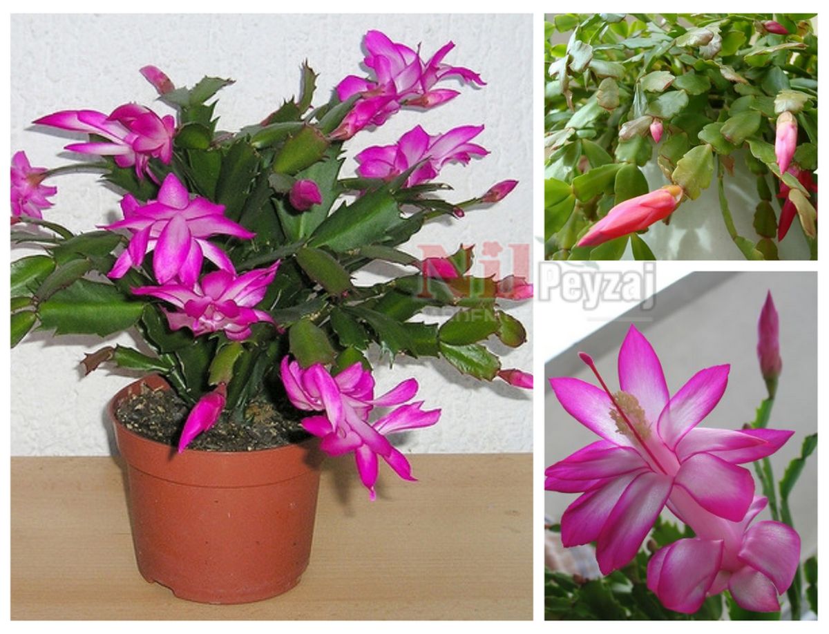 Schlumbergera sp. / Yılbaşı Kaktüsü