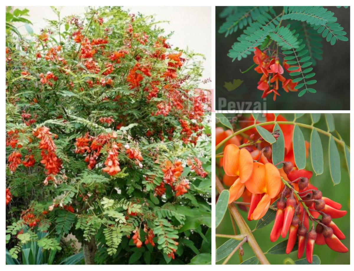 Sesbania punicea / Sesbanya