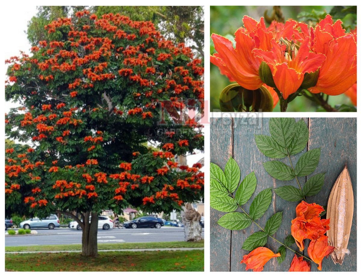 Spathodea campanulata / Afrika Lale Ağacı