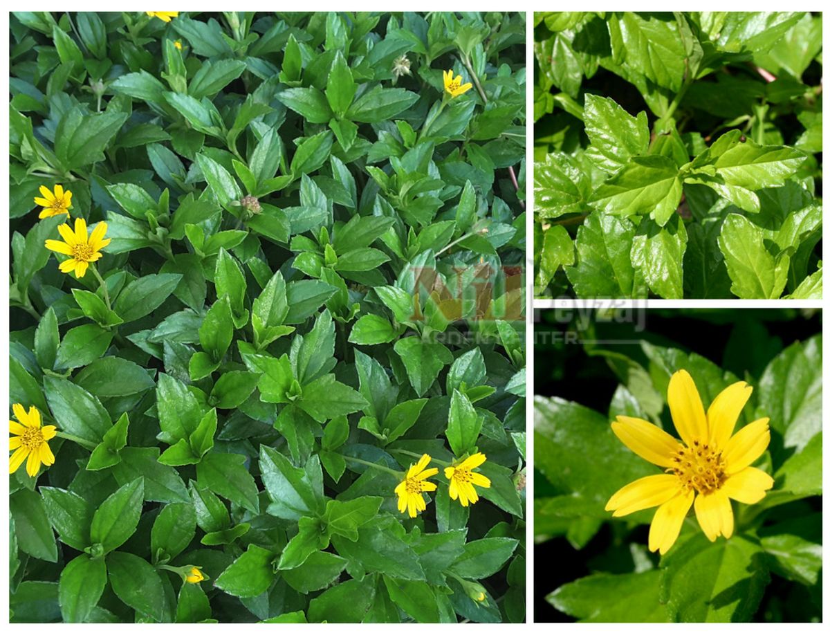 Sphagneticola trilobata / Yayılıcı Singapur Papatyası