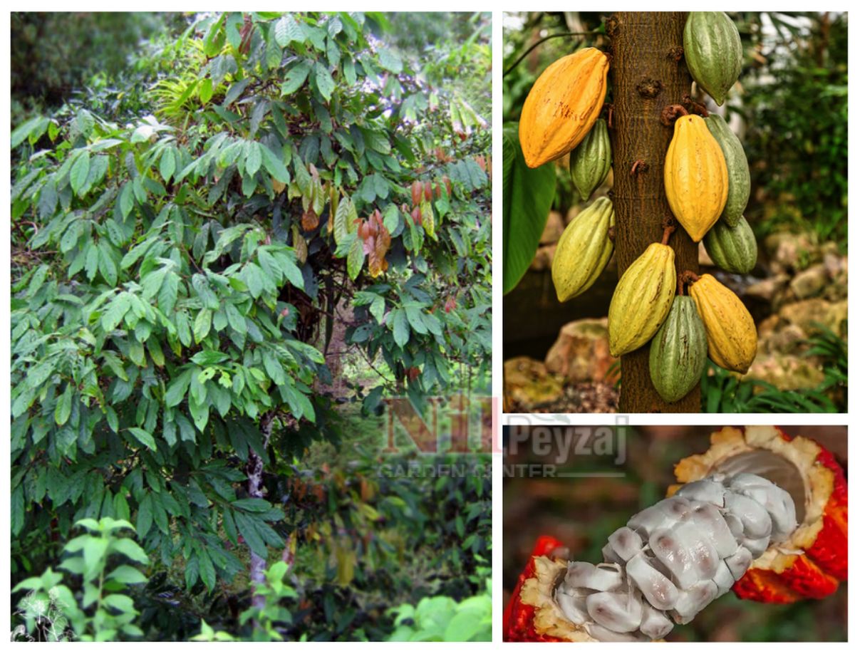 Theobroma cacao / Kakao Ağacı