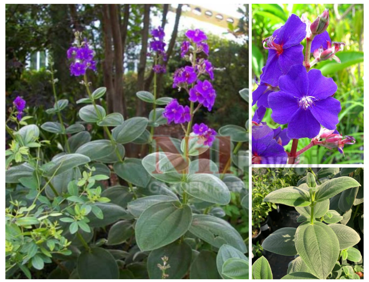Tibouchina multiflora / Mor Çiçekli Tiboçina