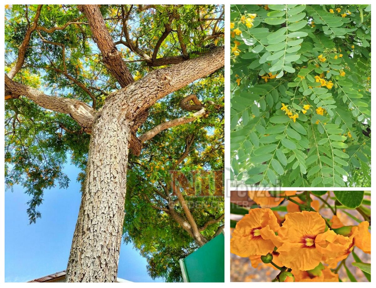 Tipuana tipu / Altın Gül Ağacı-Sarı Jakaranda