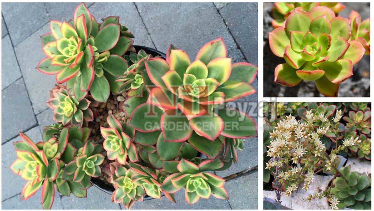 Aenium decorum ‘Kiwi’