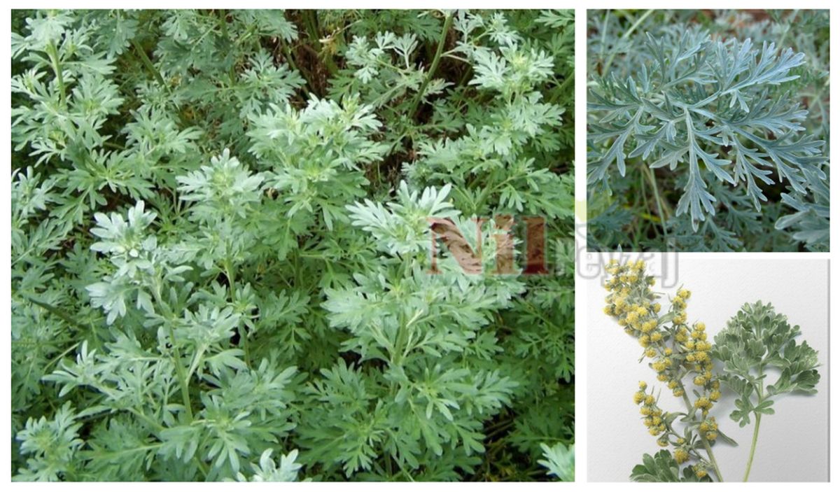 Artemisia absintihum / Pelin Otu