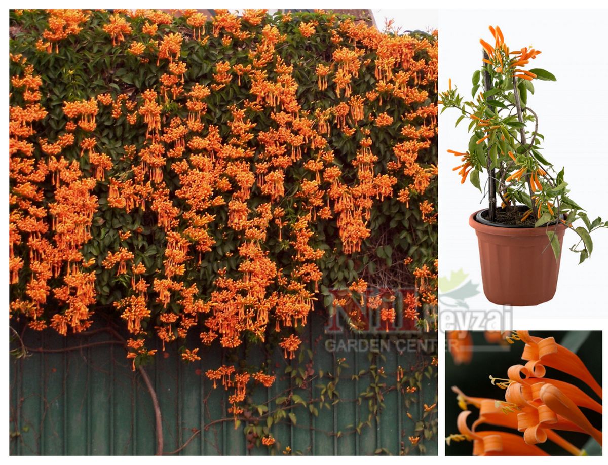 Bignonia venusta / Alev Sarmaşığı