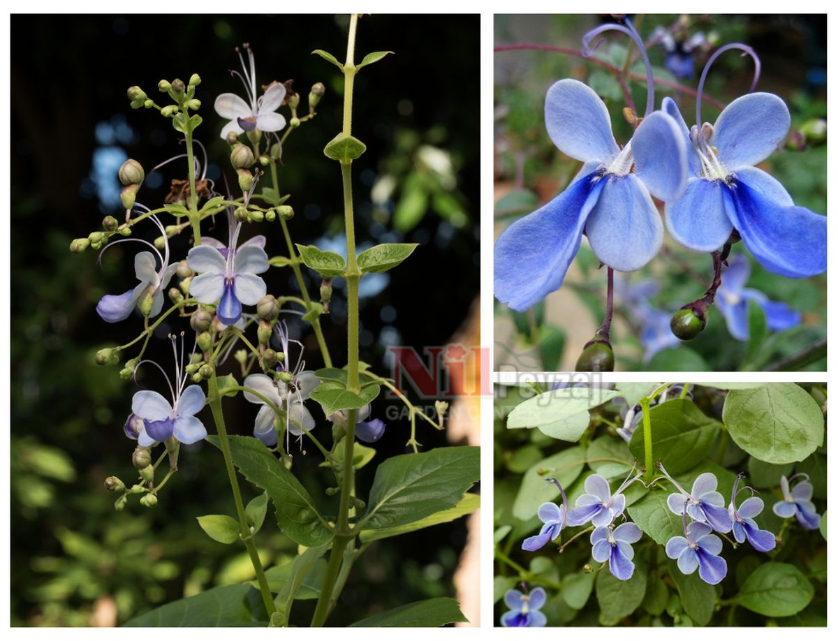Clerodendrum ugandense / Mavi Kelebek Çalısı