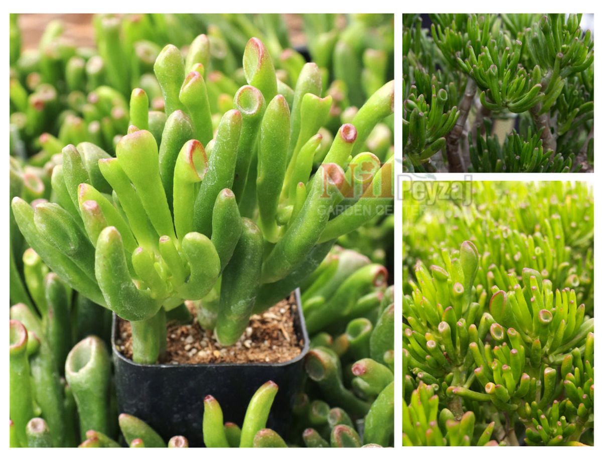 Crassula ovata ‘Gollum’ – Crassula Gollum (Shrek)