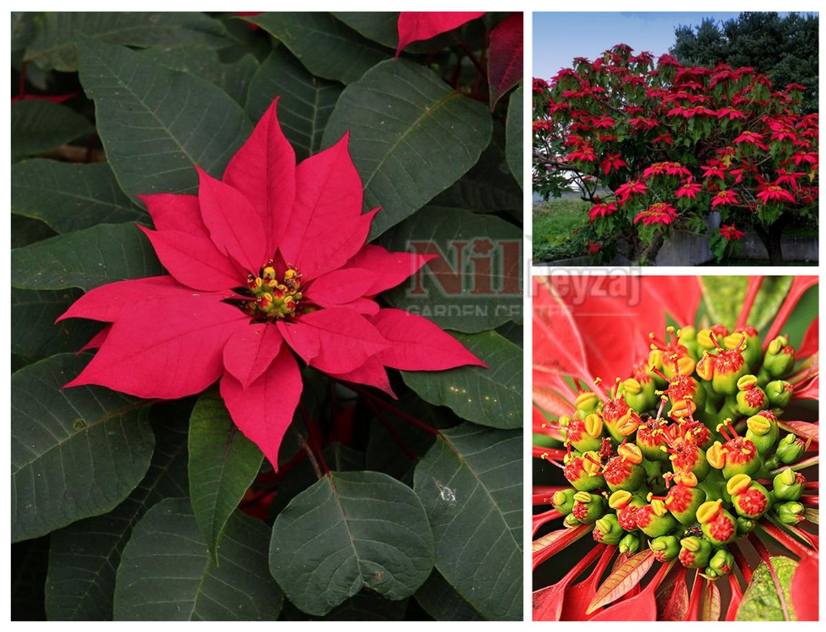 Euphorbia pulcherrima / Atatürk Çiçeği