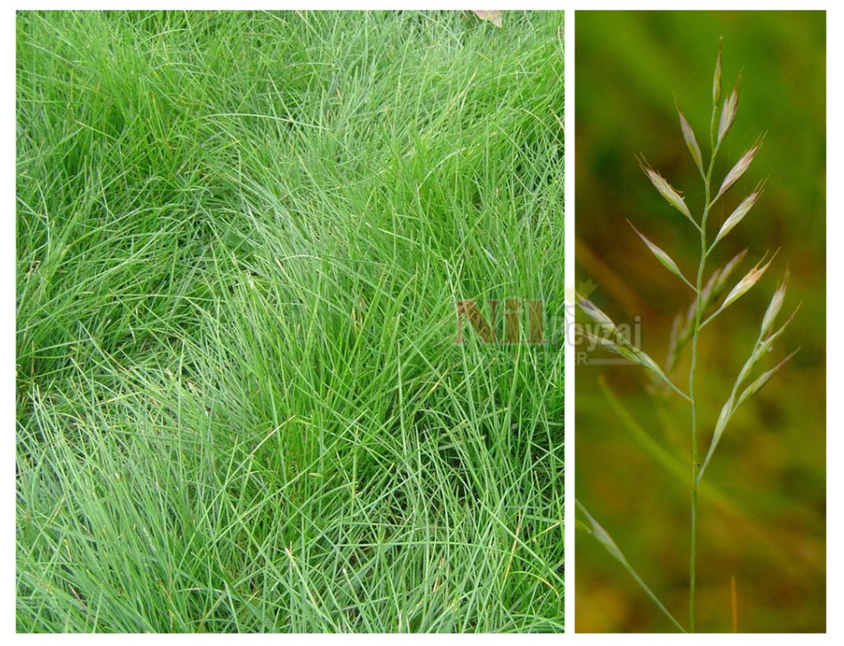 Festuca rubra / Öbekli Kırmızı Yumak