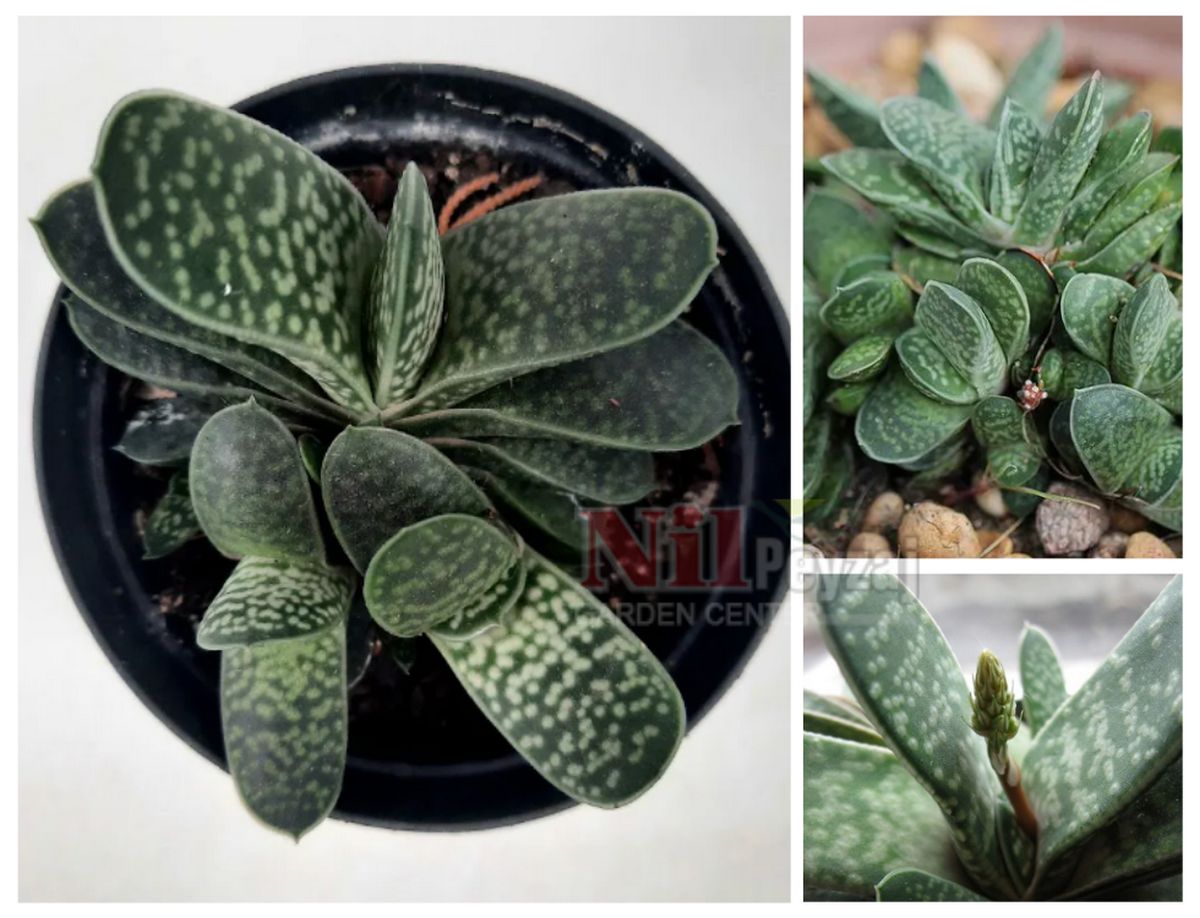 Gasteria gracilis
