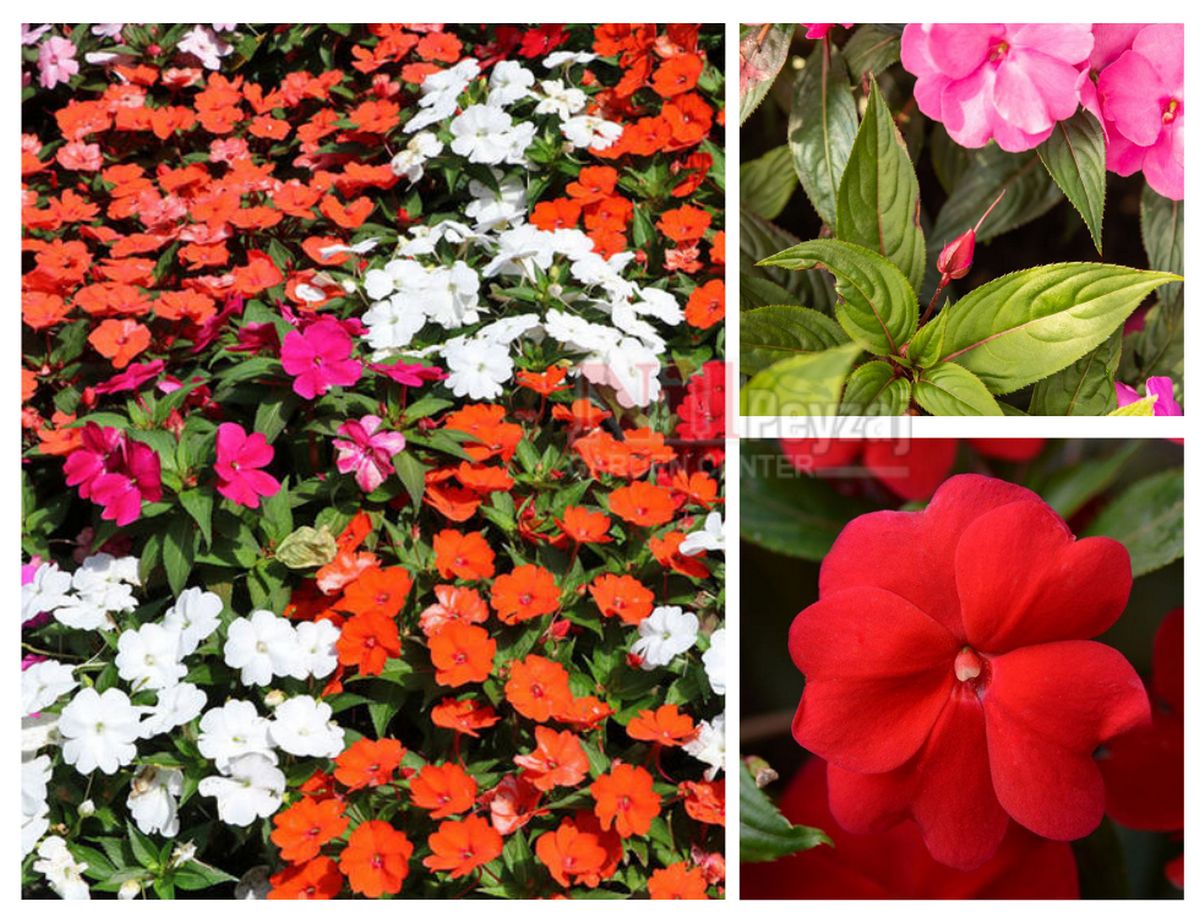 İmpatiens new-guinea / Yeni Gine Çiçeği