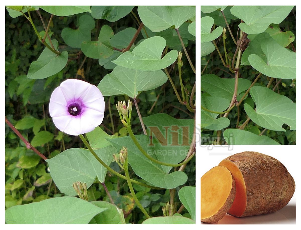 Ipomoea batatas / Tatlı Patates