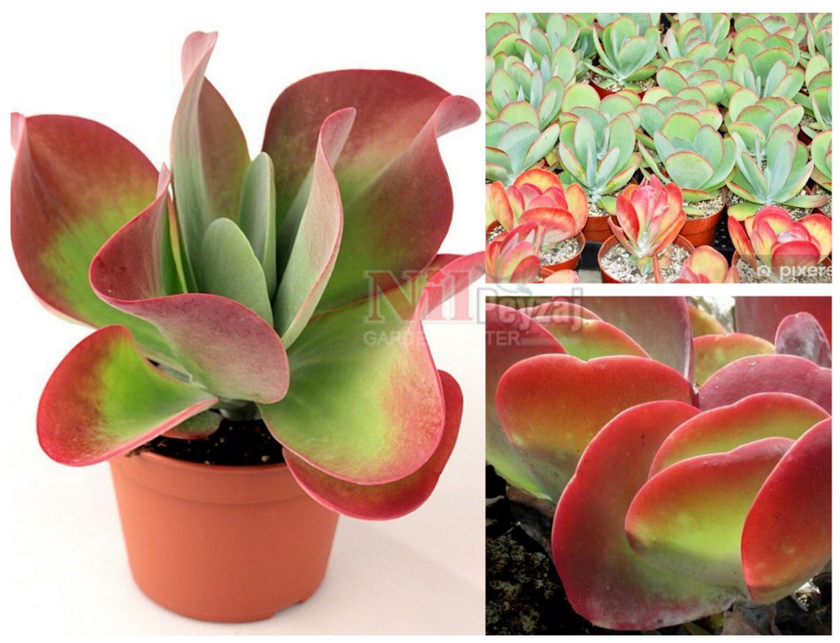 Kalanchoe thyrsiflora