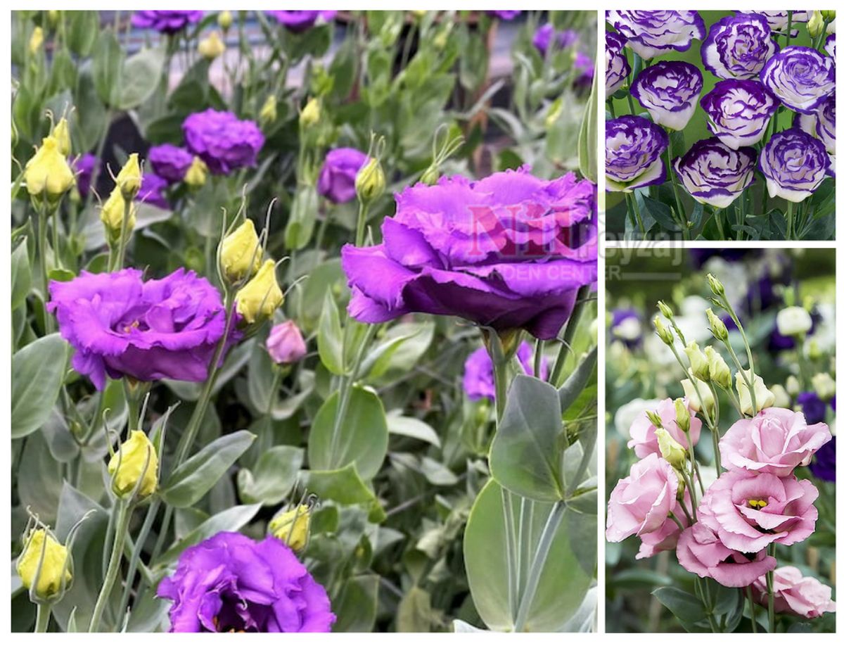 Eustoma russellianum / Lisianthus