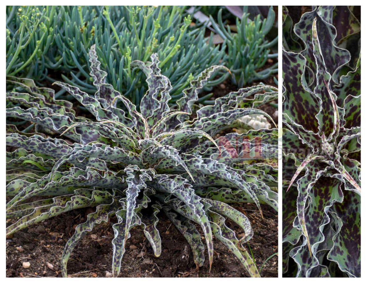 Manfreda ‘Cholate Chips’