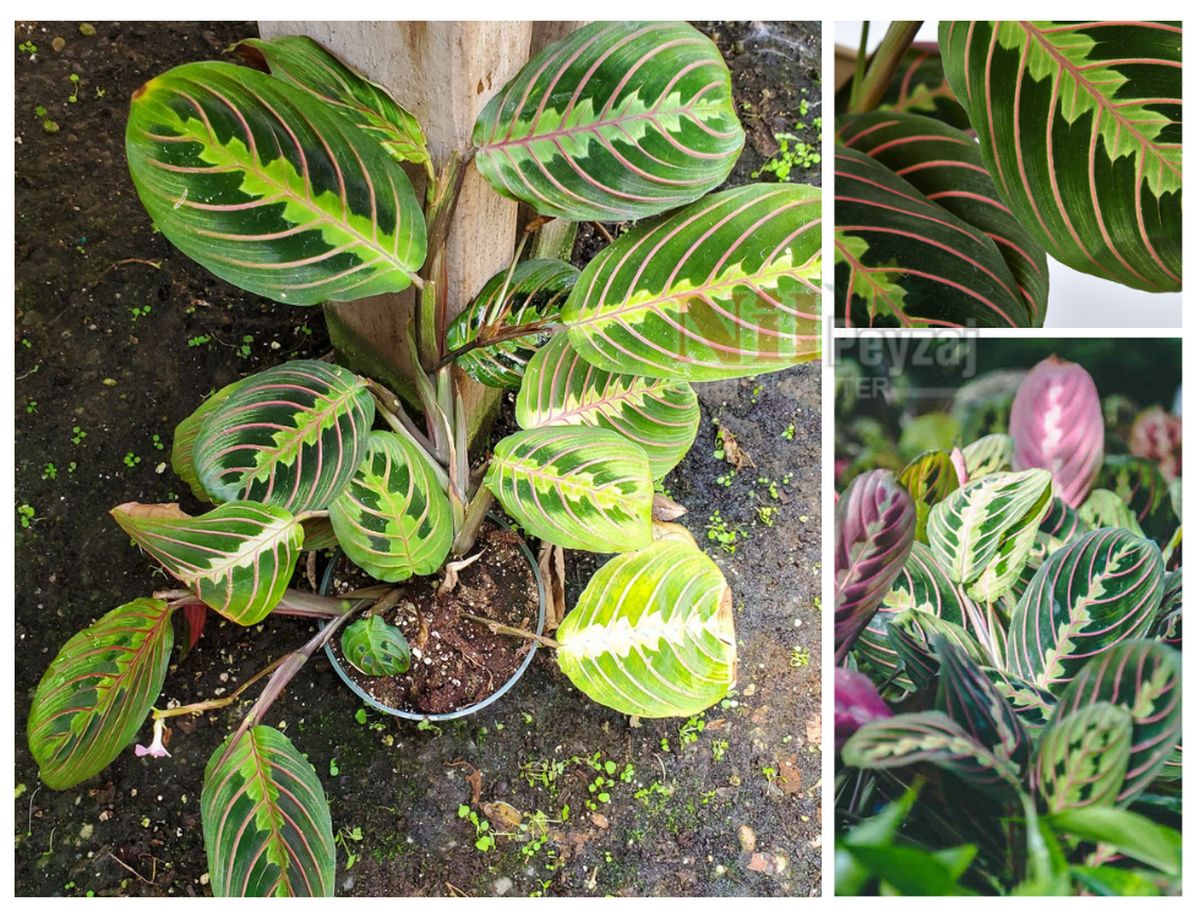 Calathea-Marantha / Dua Çiçeği