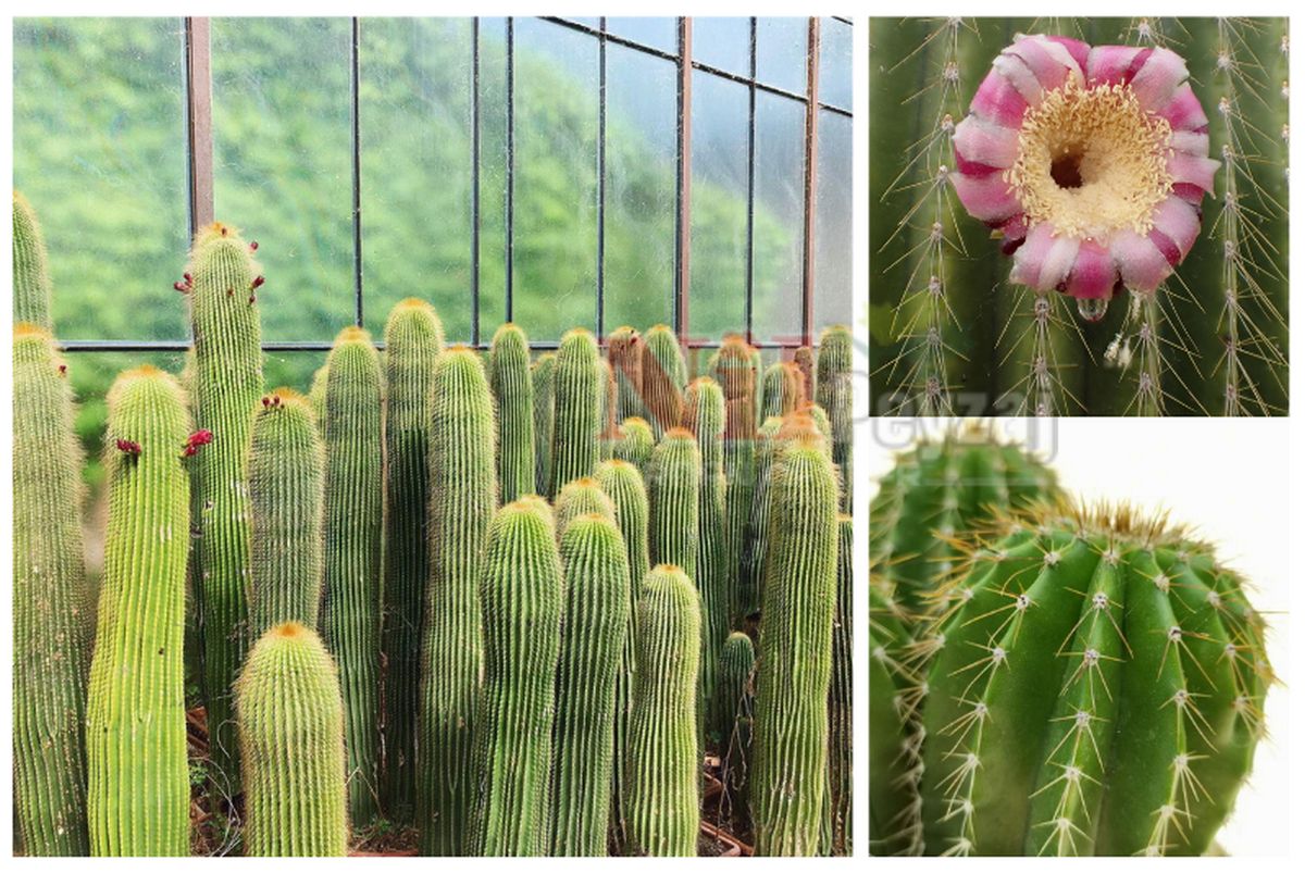 Neobuxbaumia polylopha