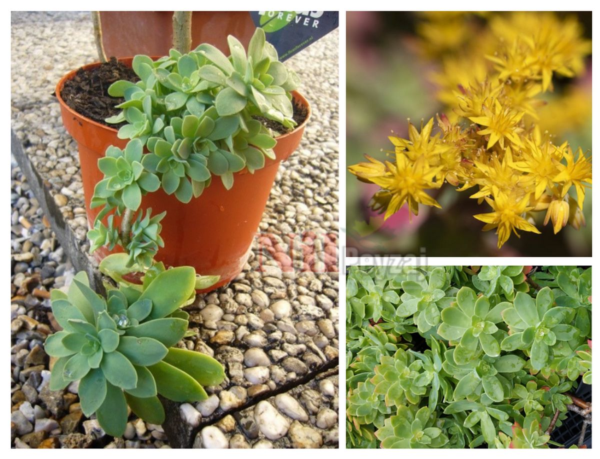 Sedum palmeri