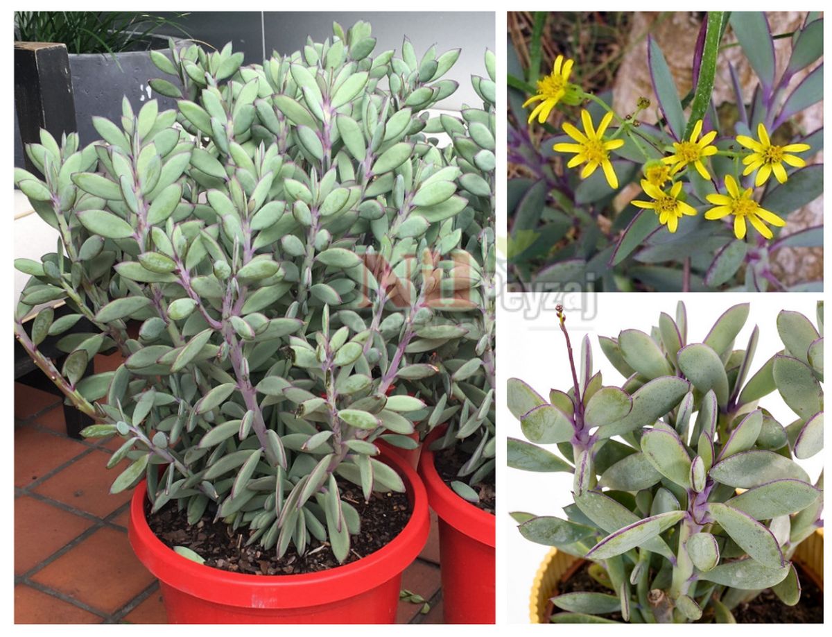 Senecio crassissimus