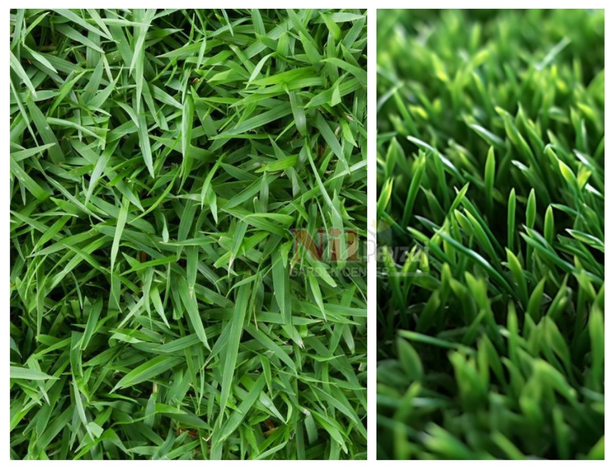 Zoysia