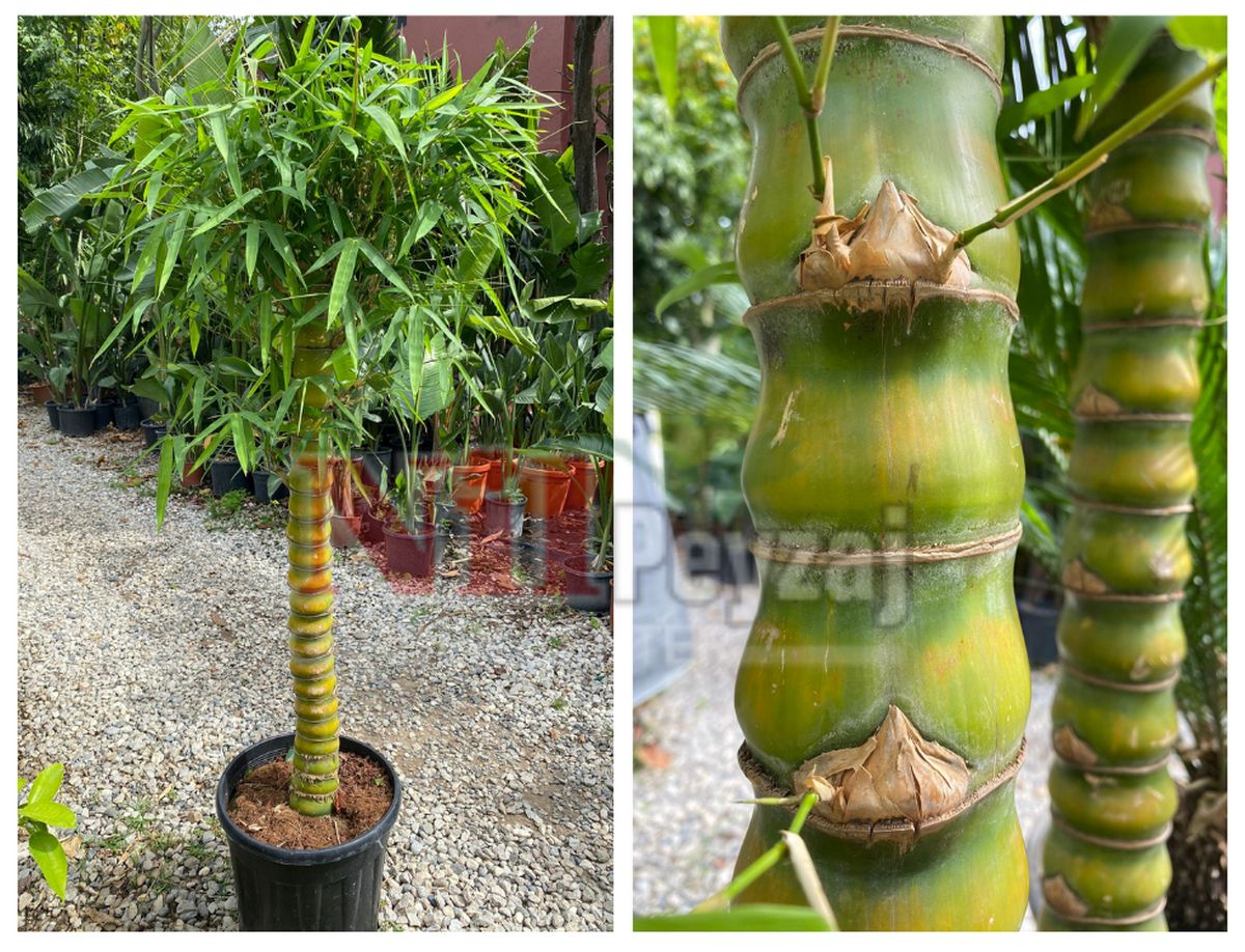 Bambusa ventricosa / Buda’nın Karnı