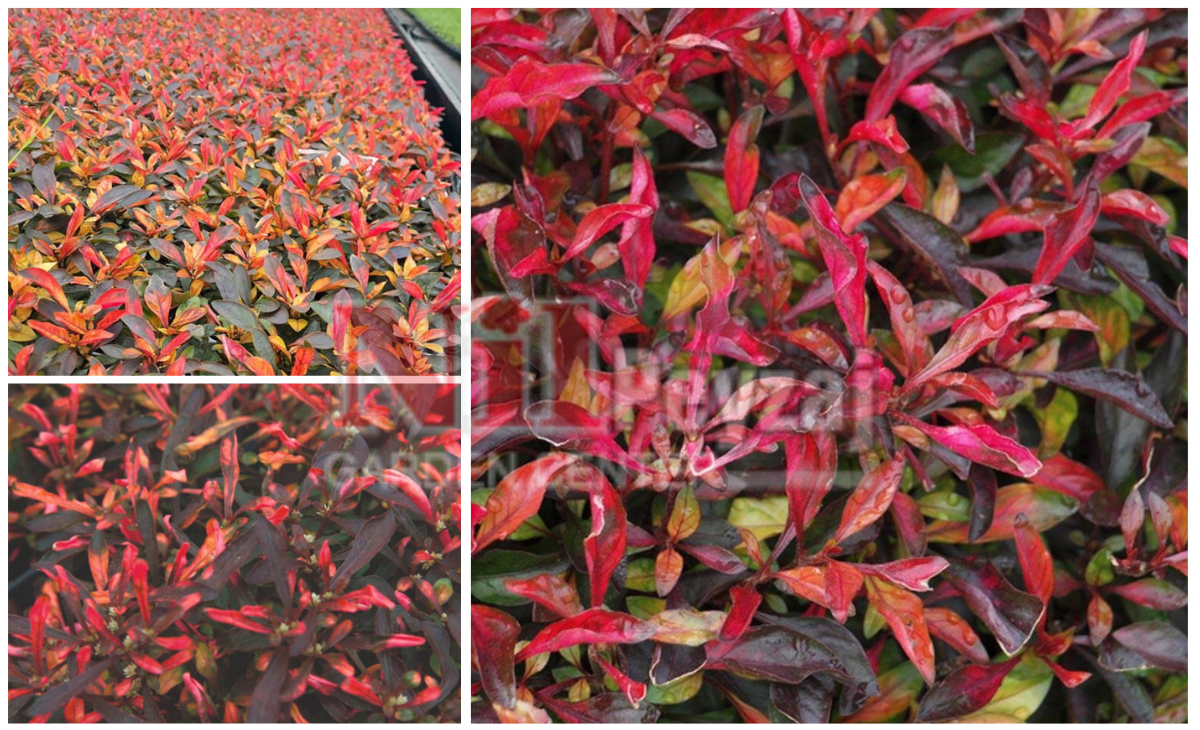 Alternanthera bettzickiana ‘Ariba Deep Red’