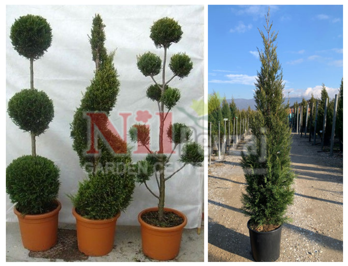 Cupressocyparis leylandii – Melez Servi