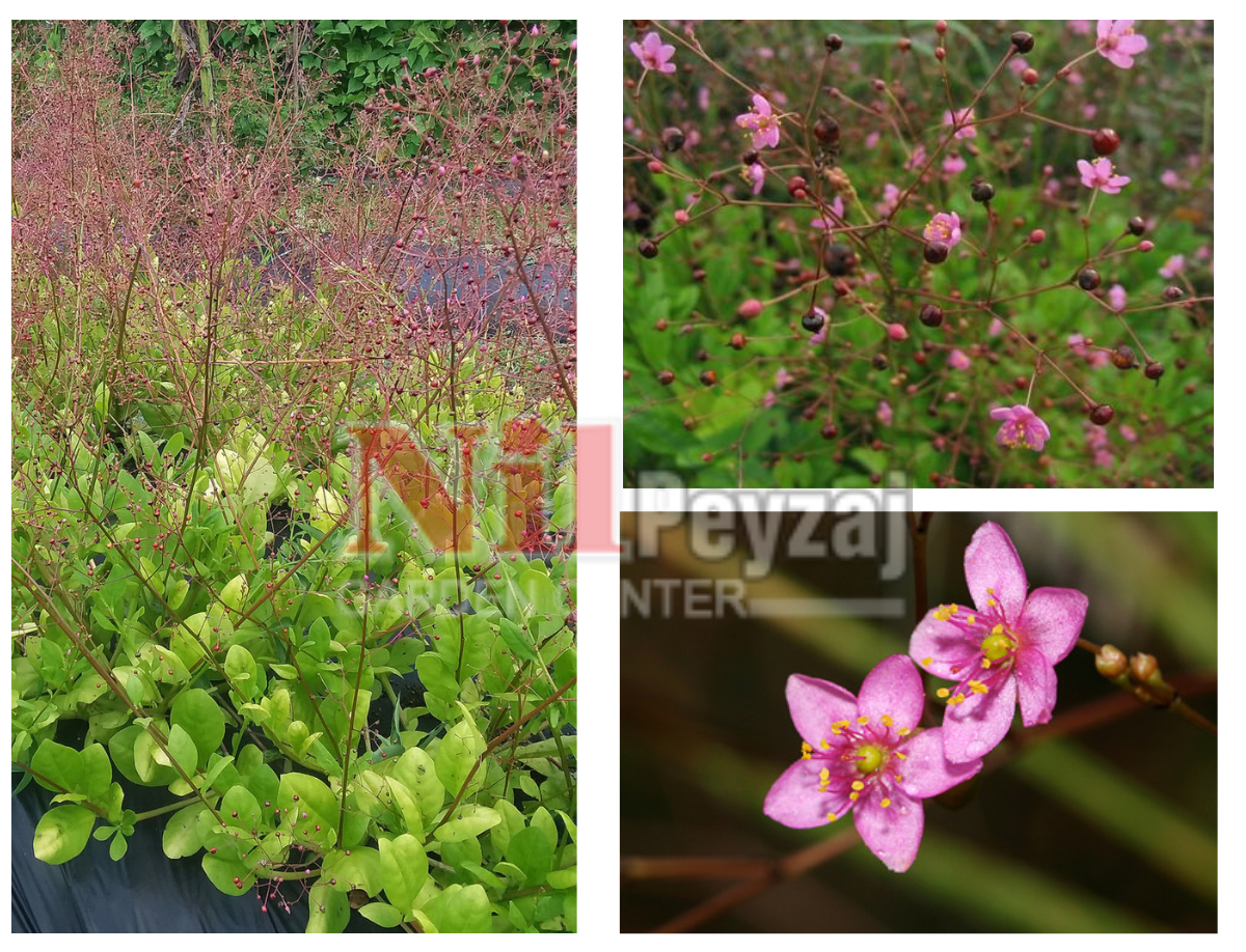 Talinum paniculatum / Kelebek Çalısı